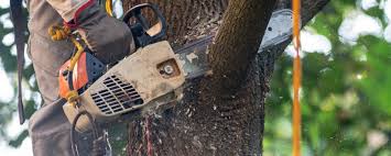 Best Pest Control for Lawns  in Alvin, TX