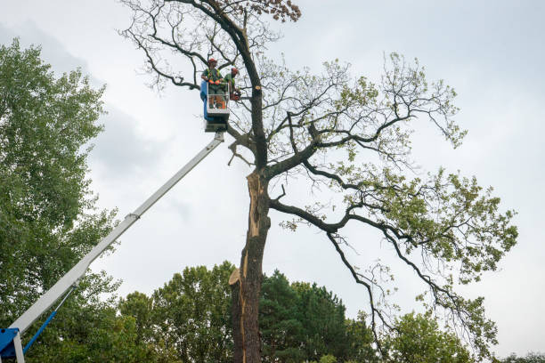 Best Storm Damage Tree Cleanup  in Alvin, TX