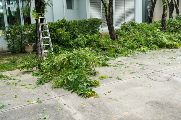 Best Organic Lawn Care Solutions  in Alvin, TX