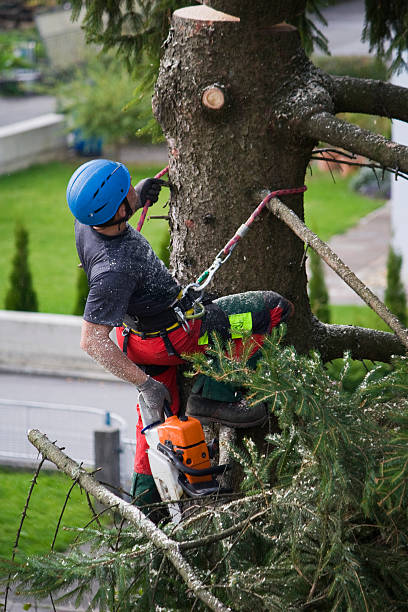 Trusted Alvin, TX Tree Services Experts