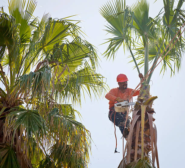 Mulching Services in Alvin, TX