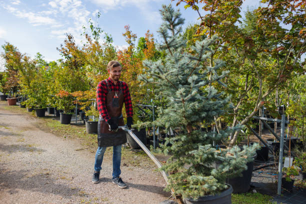 Best Aeration Services  in Alvin, TX