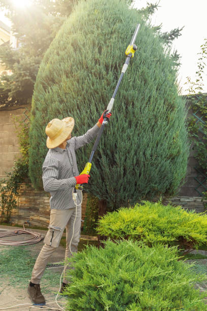Best Lawn Mowing  in Alvin, TX