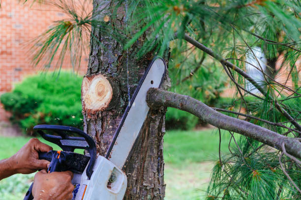 Best Stump Grinding and Removal  in Alvin, TX